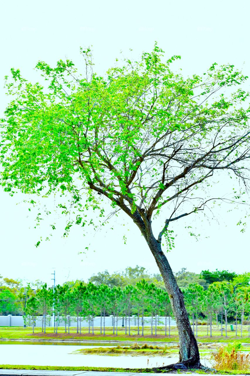 Lone tree being different 