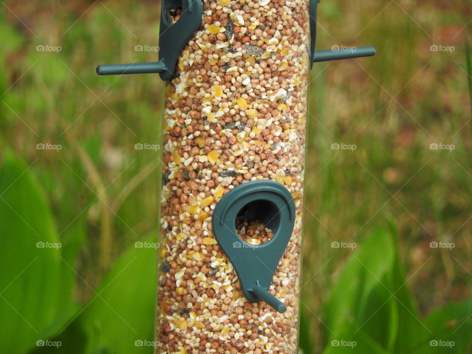 Bird Feeder