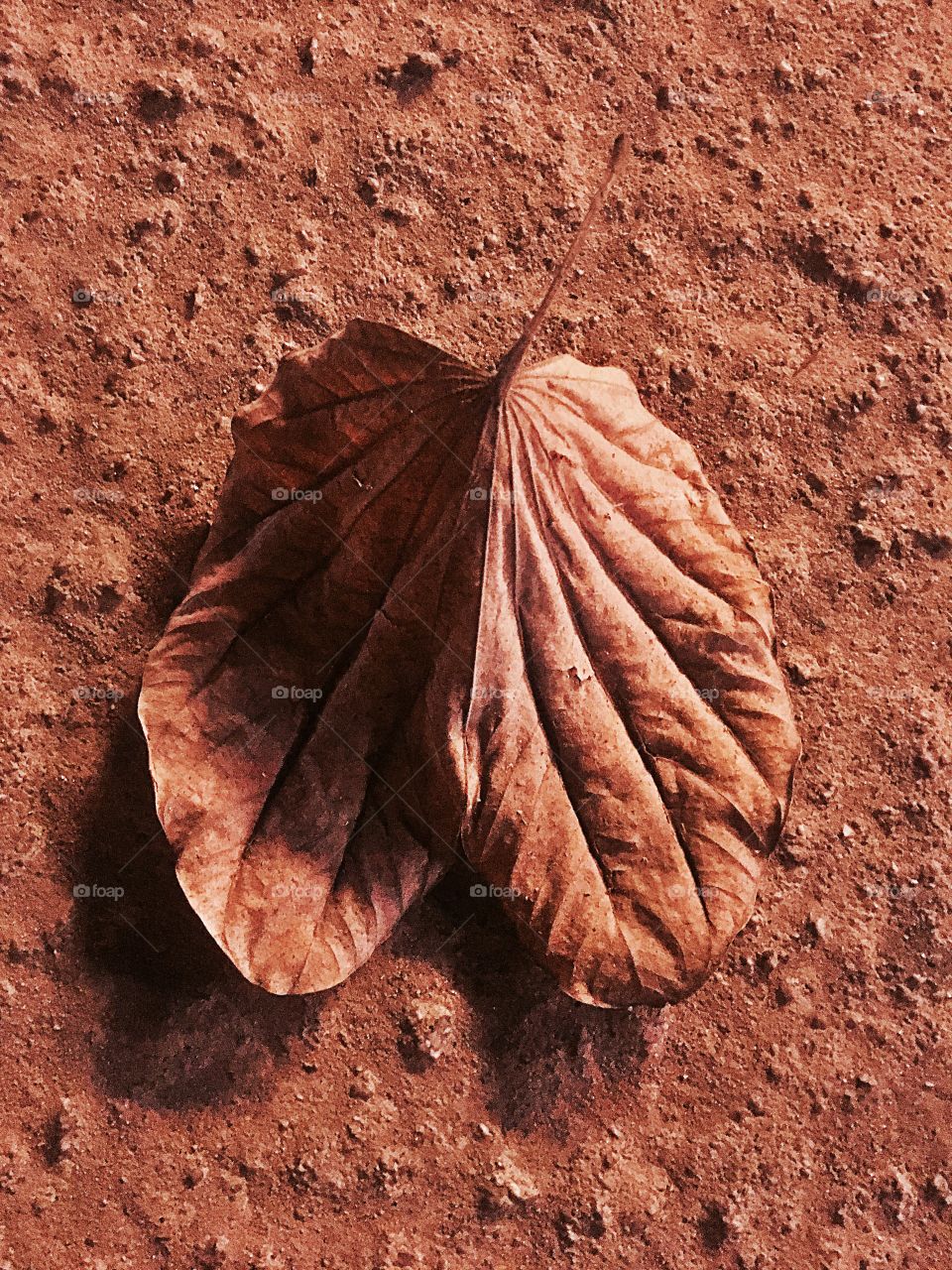 Dry fallen leaf