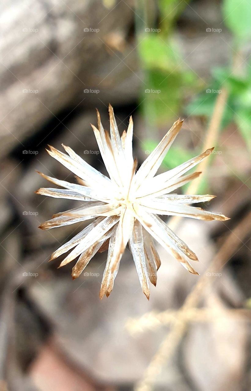 wild seed, beautiful and delicate, looks like a star