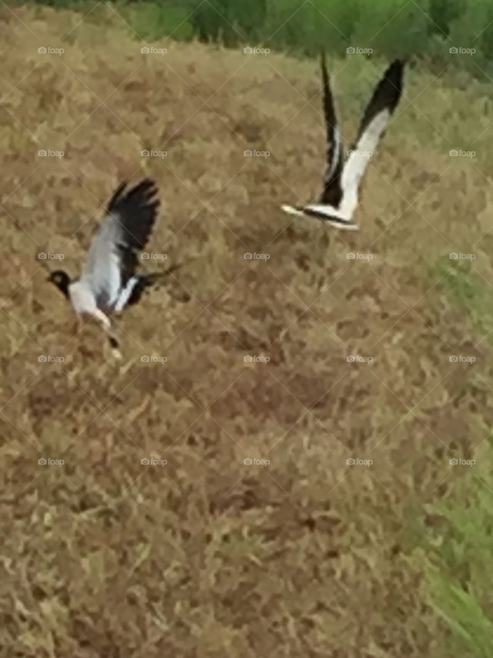 Bird in  meadow 