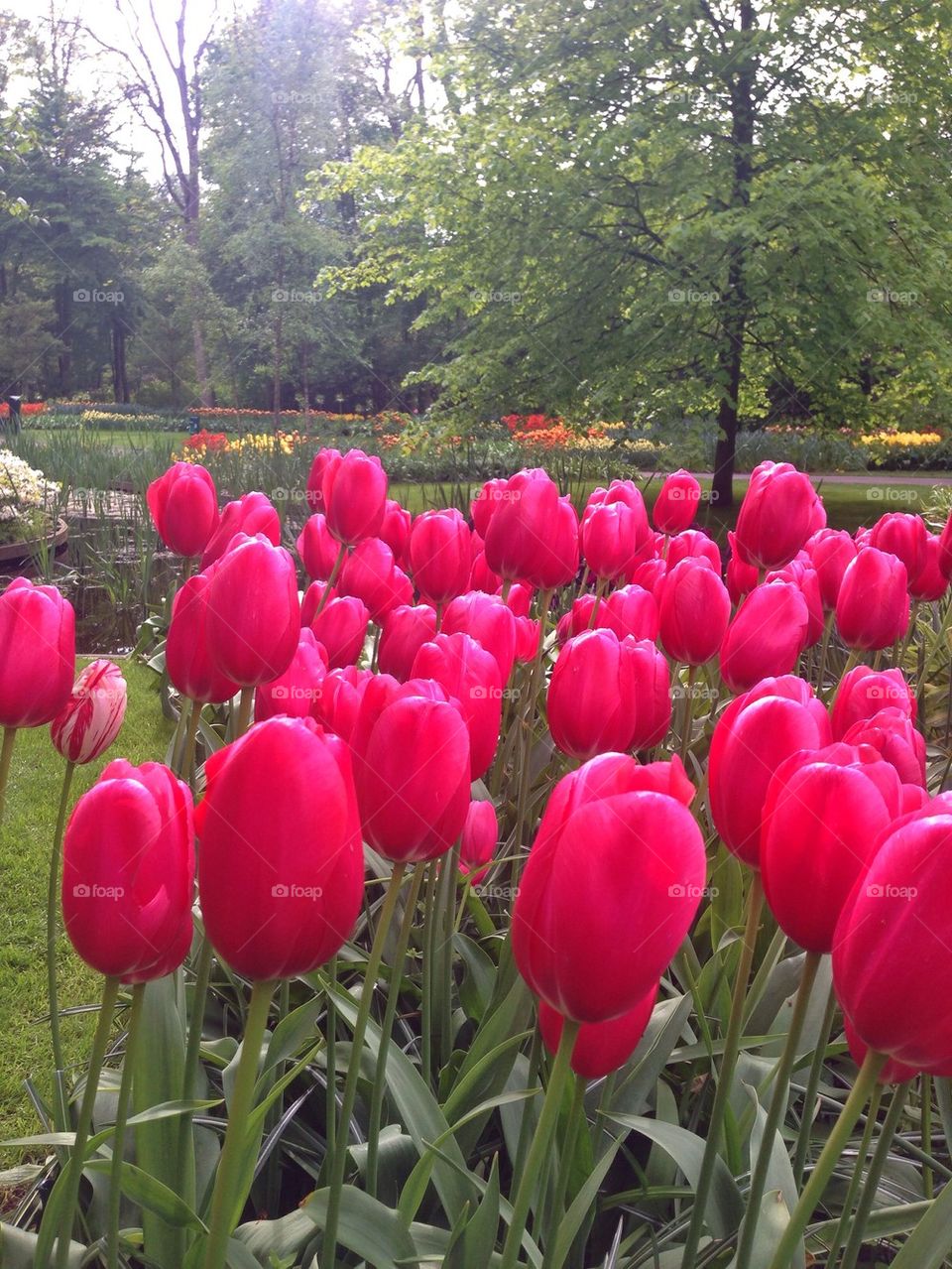 The tulip/ flower gardens in Keukenhof , the Netherlands (holland)