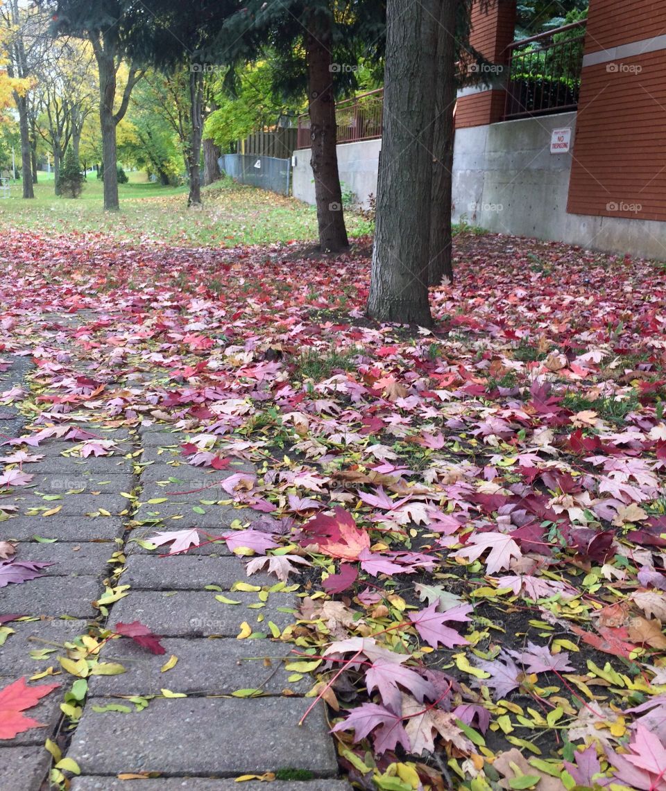 Beautiful Autumn leaves 