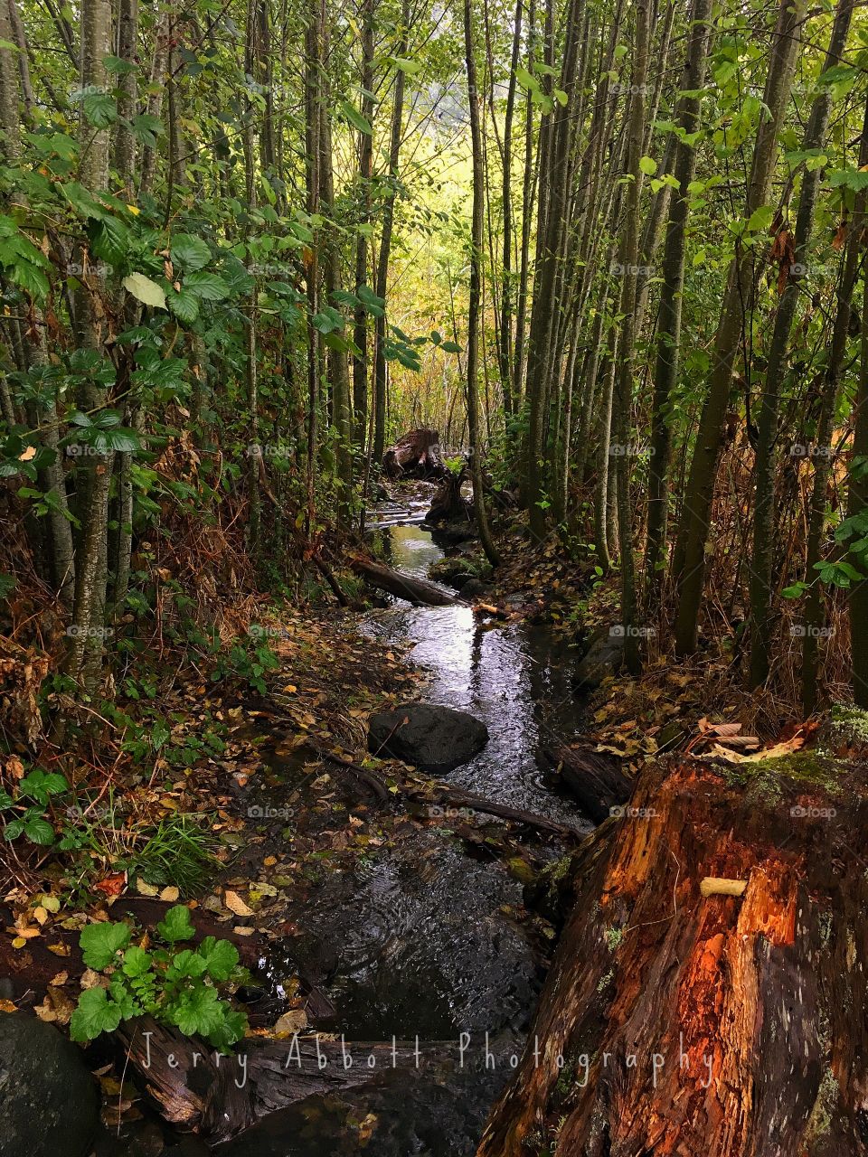 Autumn Stream