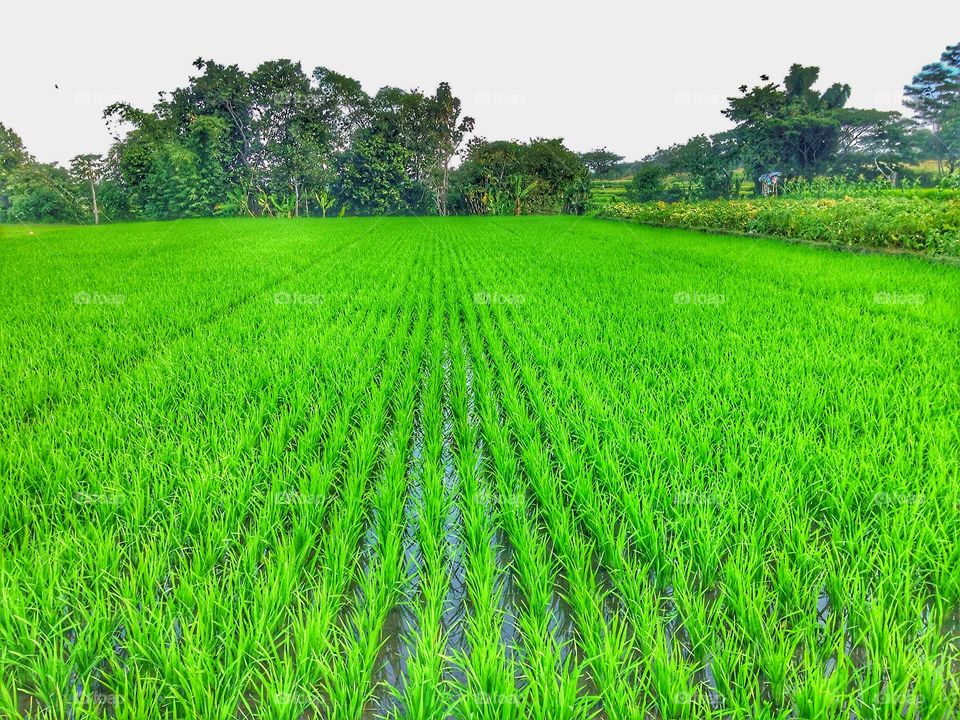 Visit the rice fields