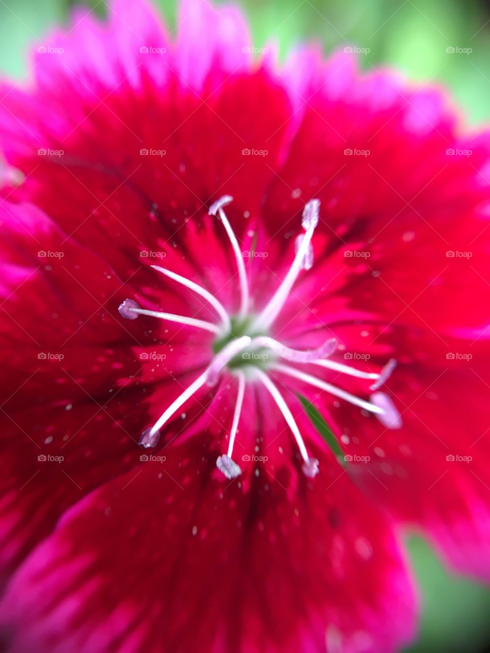 Stamen 