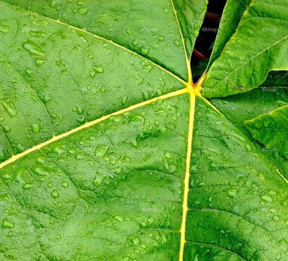 jungle foliage