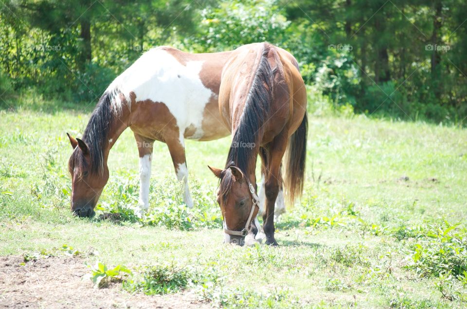 Grazing Horses . This is a photo of two horses grazing in Alabama. 