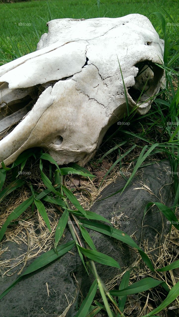 Gone. skull of a deer