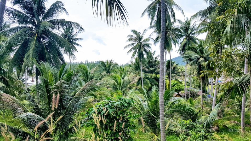 Koh Phangan Jungle Island
