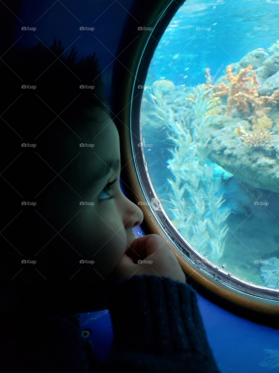 water looking kid mesmerized water ocean life