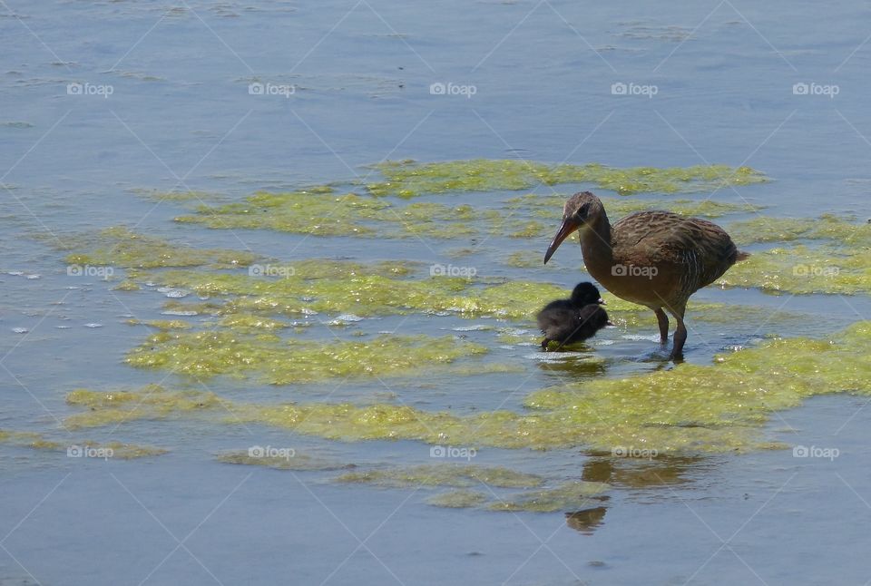 California Clapper Rail #4