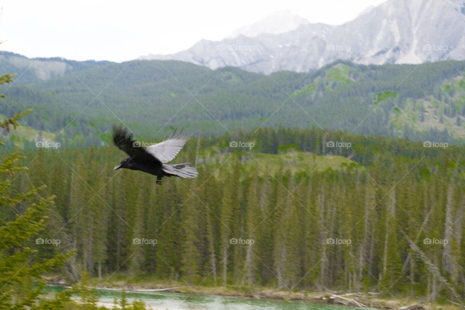 Soaring Raven Canadian Rocky Mountains and winding river
