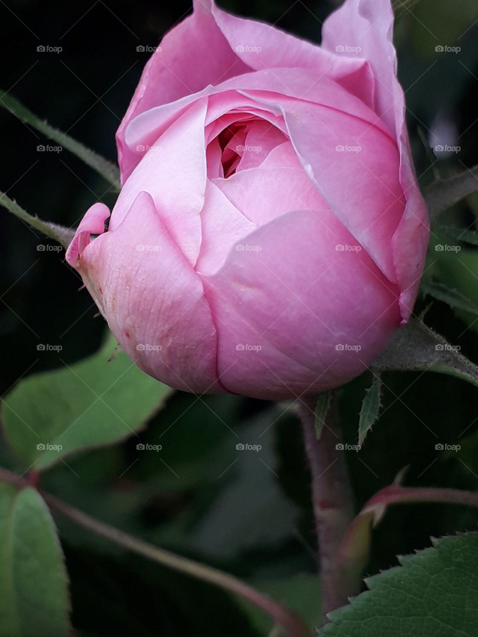 pink rose's bud