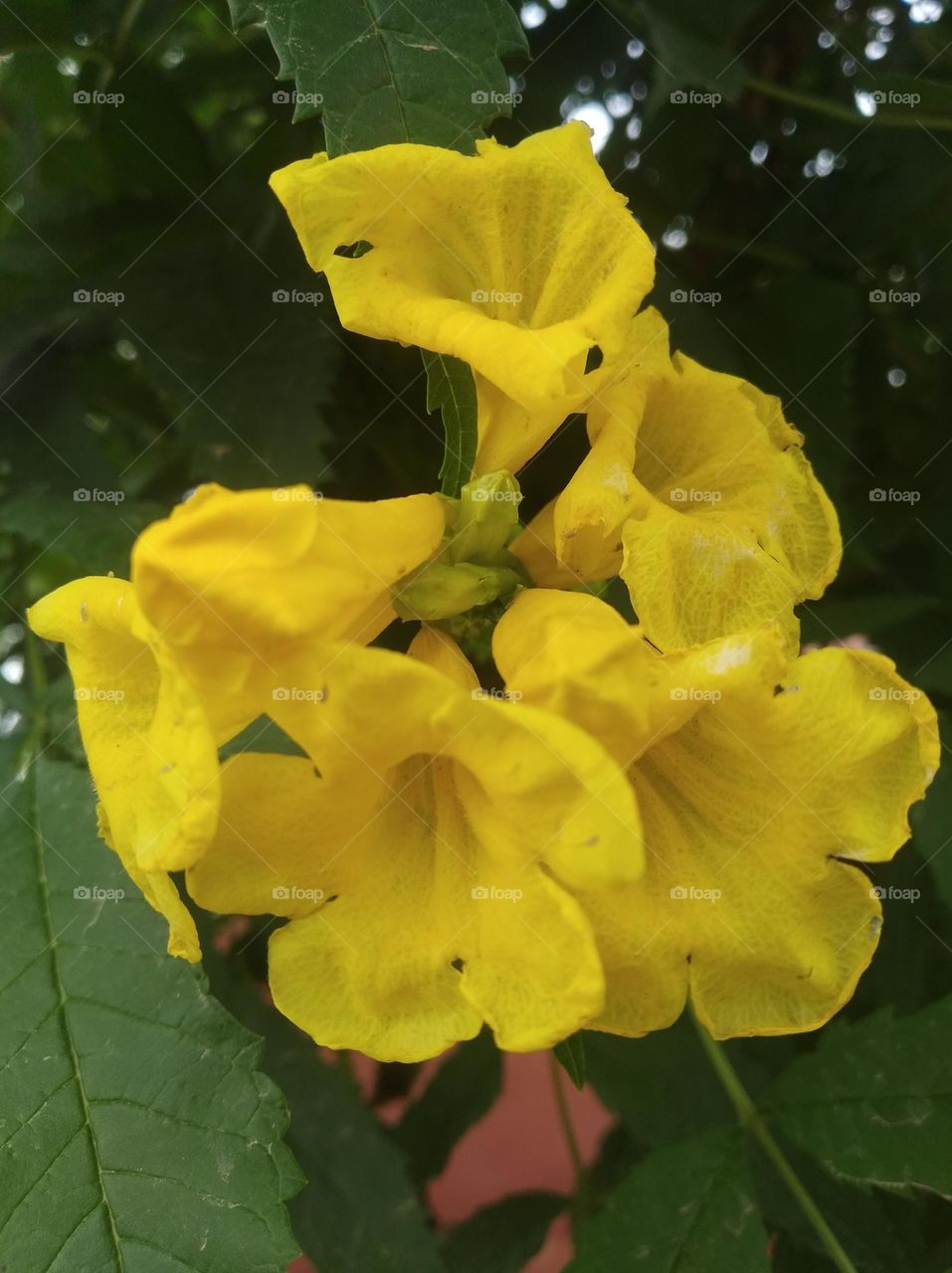 golden trumpet yellow elder flower fresh seasonal looking very beautiful generally found everywhere fresh seasonal