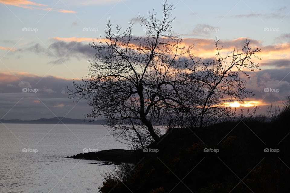 Sunset behind a lonely tree