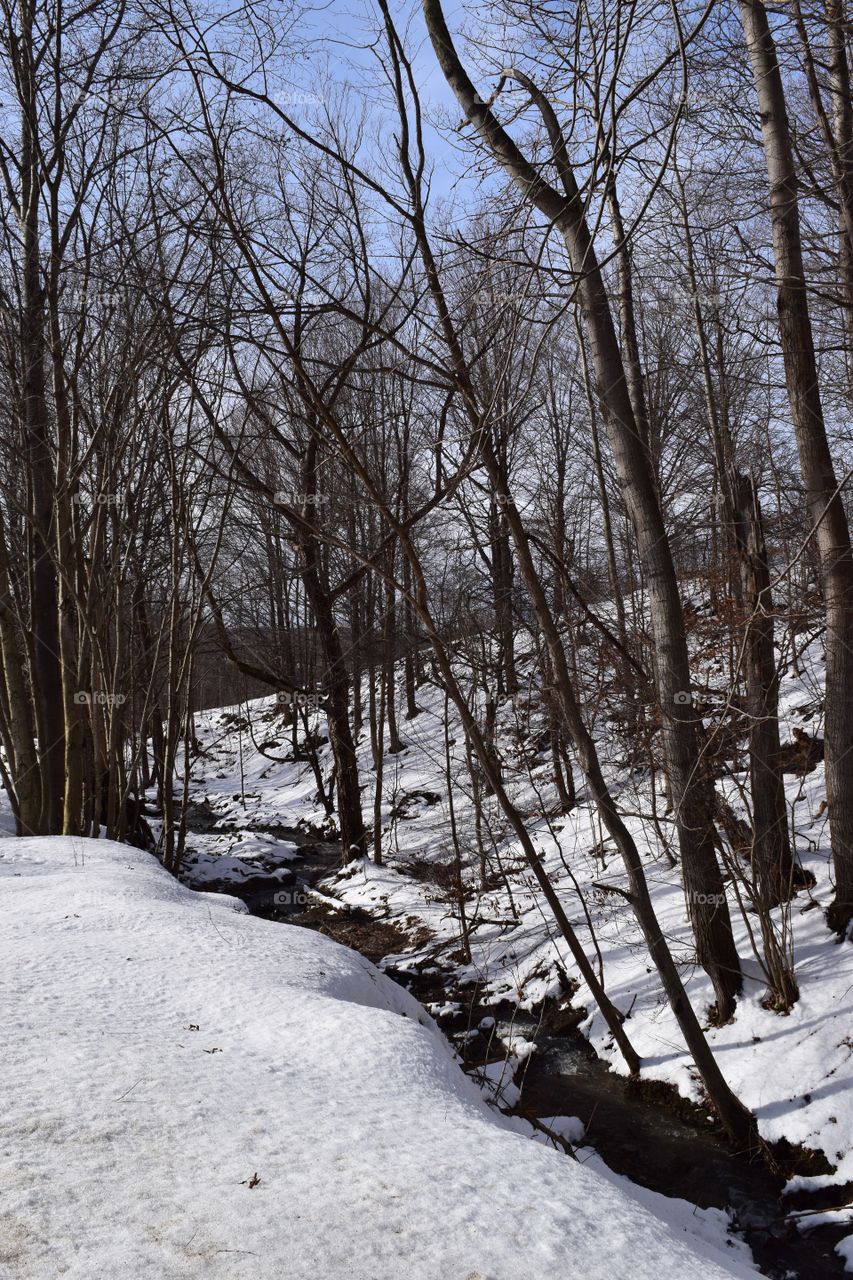 Cold January Forest