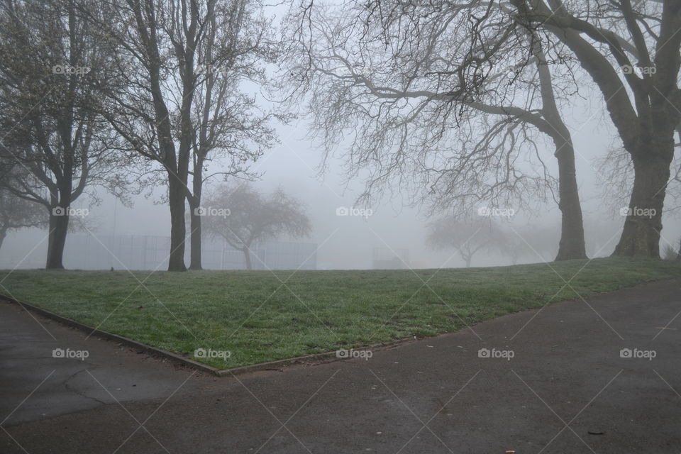 Foggy park 