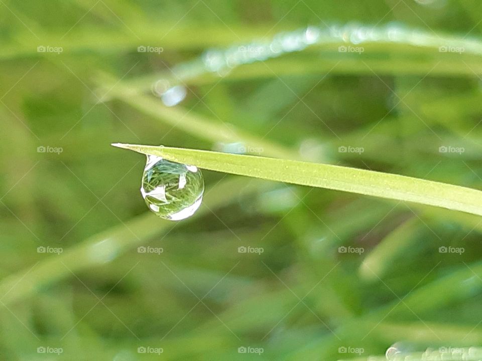 drop of water on a green blade of grass