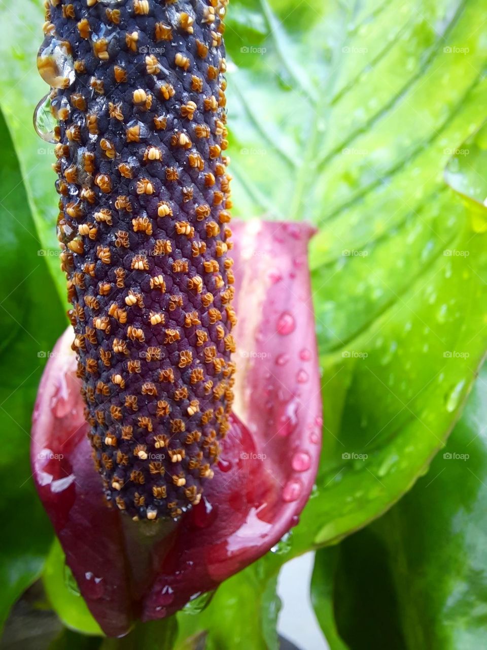 morning dew on flower plants