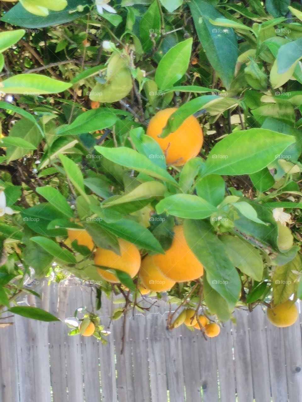 Hanging oranges