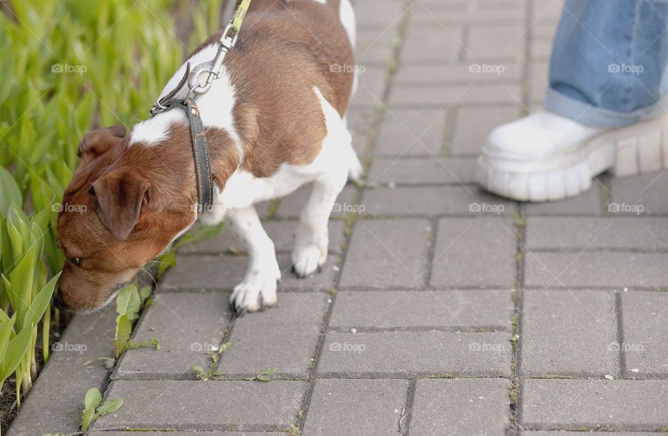 Jack Russell on a walk in the city in spring.