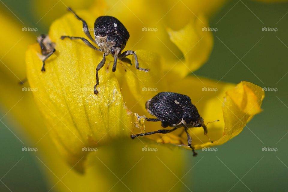 Close-up of insects on flower