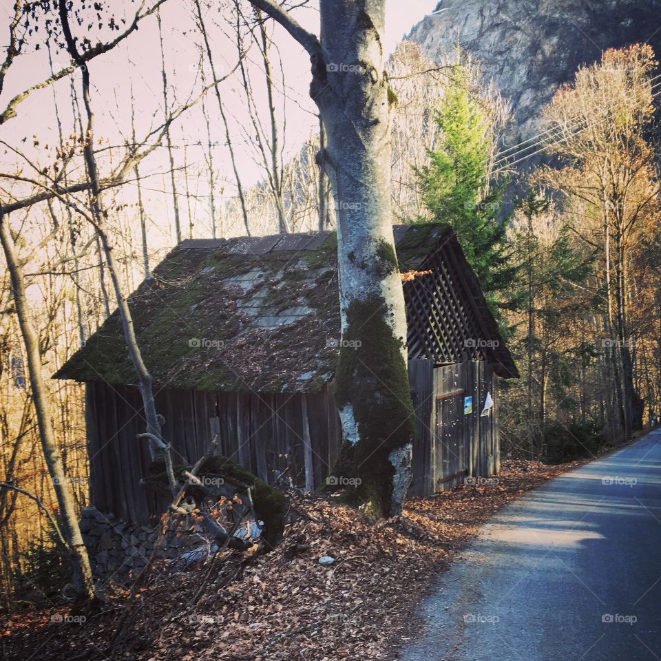 Old cabin in the woods