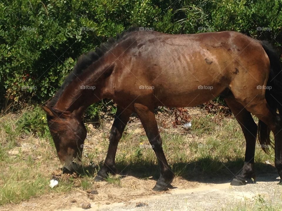 Assateague ponies