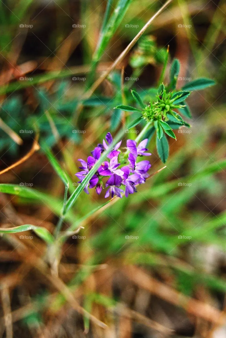 Bloom