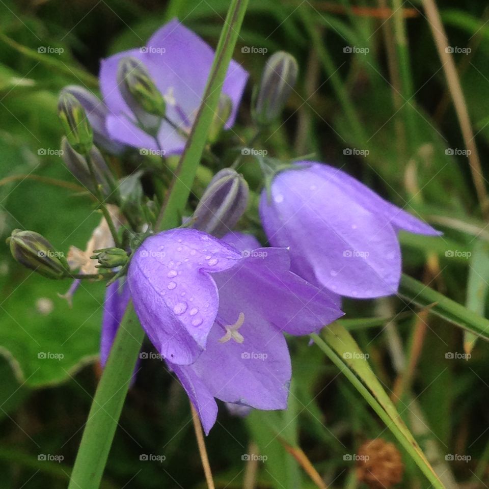 Wild flower