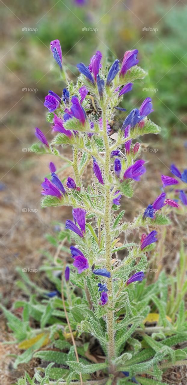 flor morada , purple flower