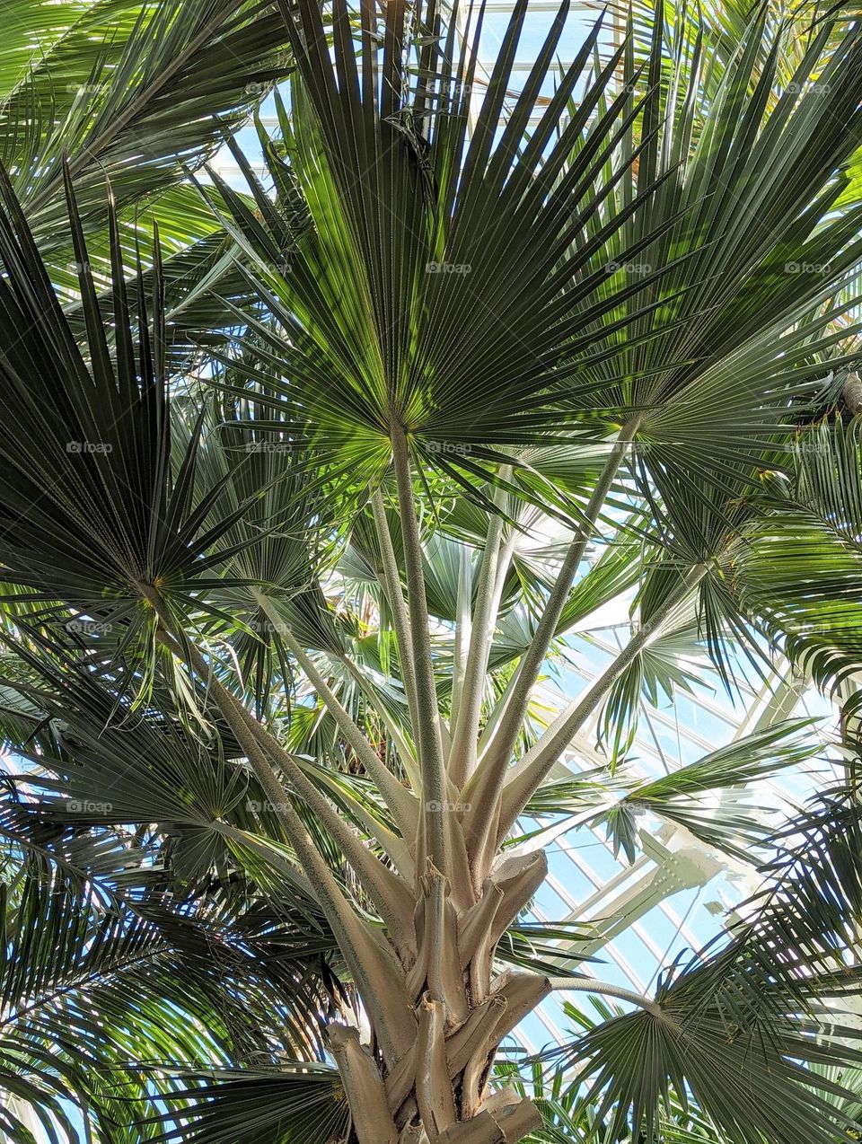 giant fan palm tree, tropical plants, palm trees, conservatory plants, huge tropical plants leaves, fan palm leaves, spring foliage, green foliage