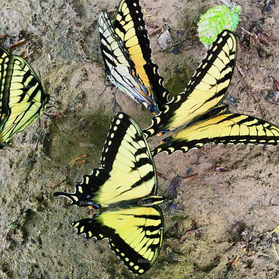 In that moment. spotted these butterflies during a hike.