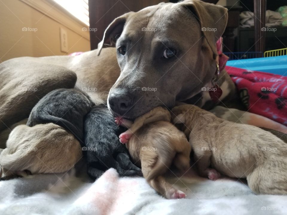 newborn pups and proud mom