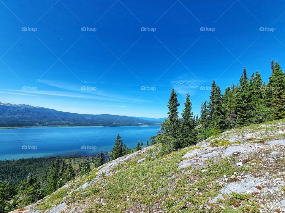 Alpine flowers on the ridge before the summit