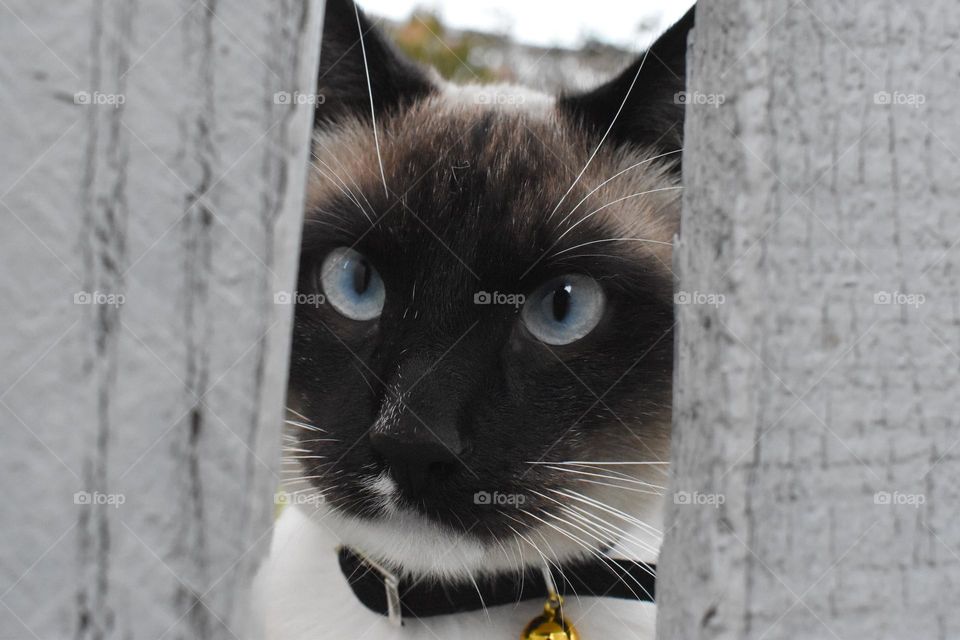 The cat will not be stopped by a fence. Naughty cat jumping the fence. Cute small cat black grey cream cat. Cat with beautiful blue eyes. Cat wears a small bell around the neck. Domesticated cat at home with people and humans. 