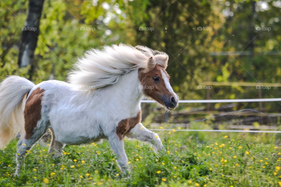 Close-up of horse in meadow