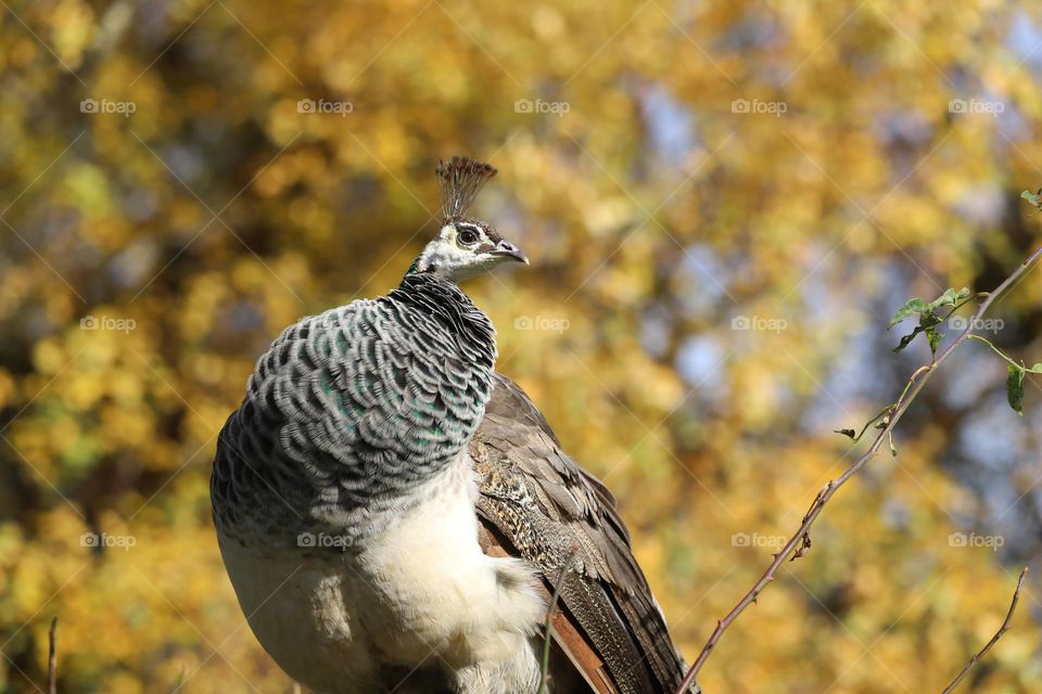 Majestic peacock in autumn