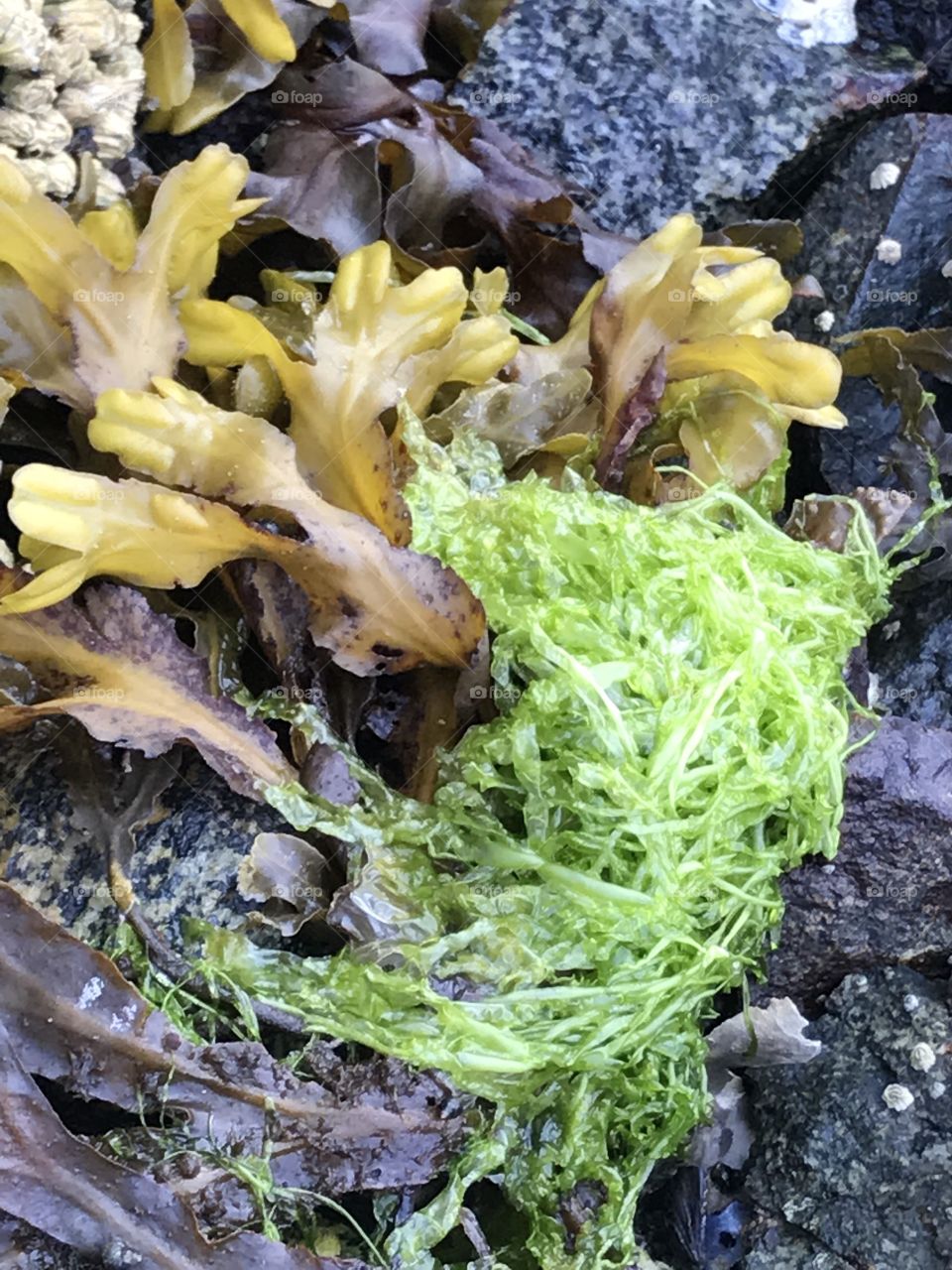 West coast seaweed