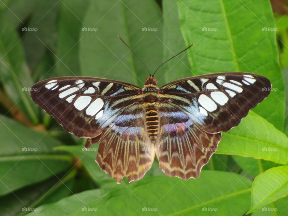 Colorful butterfly