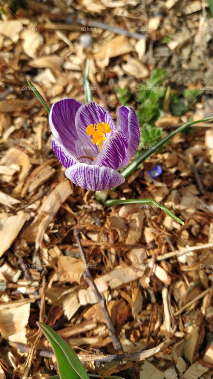 Crocus