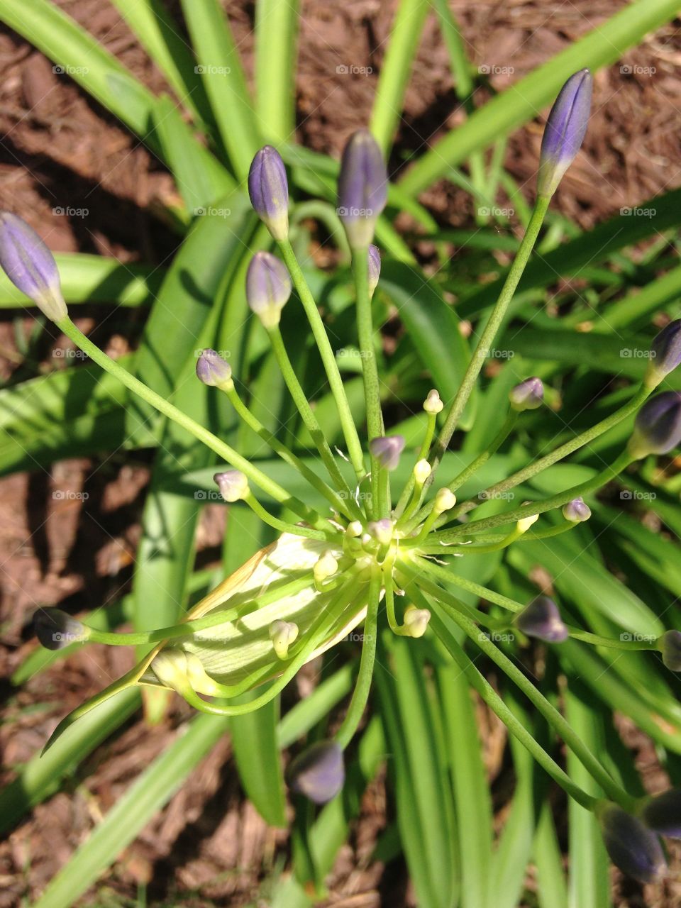 Spring is here. Flowers blooming