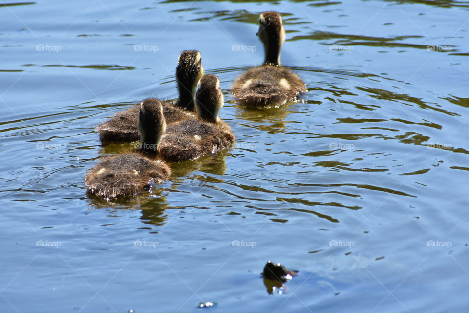 Swimming ducklings 