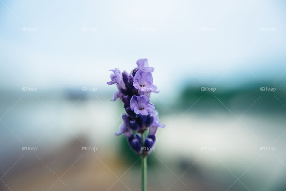 Lavender flower