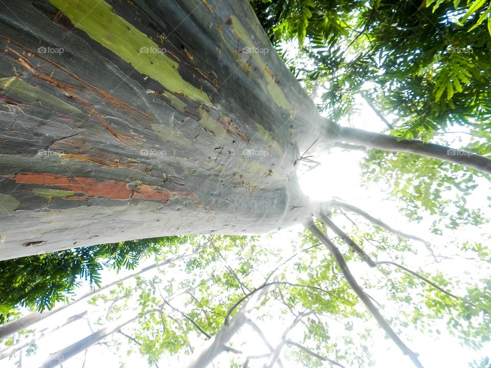 Beautiful ancient colorful tree