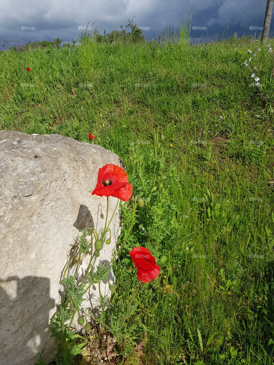 red poppy