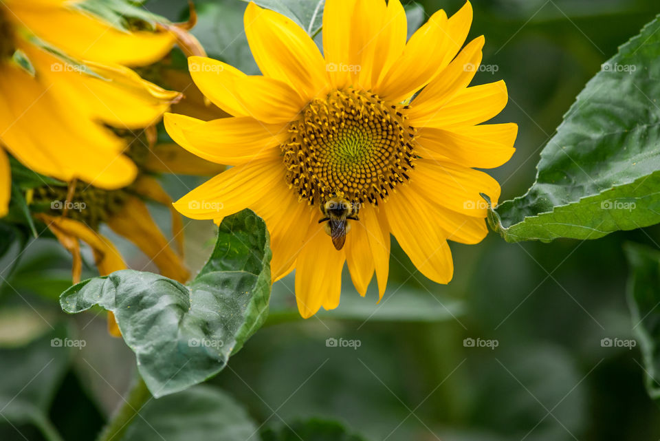 sunflowers bees and bumblebees