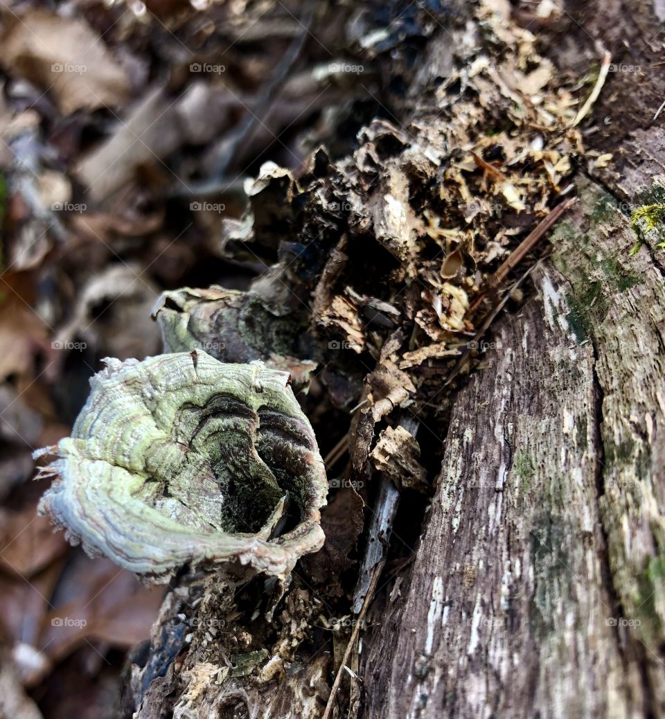 White and green fungi growing on downed tree in forest 