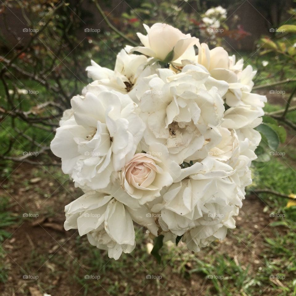 🌹 🇺🇸 Very beautiful flowers to brighten our day.  Live nature and its beauty. Did you like the delicate petals? / 🇧🇷 Flores muito bonitas para alegrar nosso dia. Viva a natureza e sua beleza. Gostaram das pétalas delicadas? 